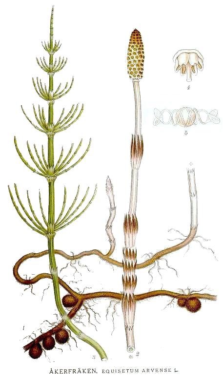 Ackerschachtelhalm-Equisetum-arvense