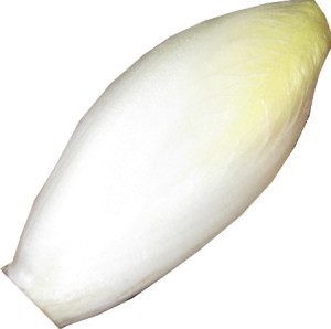 Chicorée (Cichorium intybus var. foliosum)