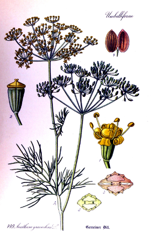 Dill (Anethum graveolens)
