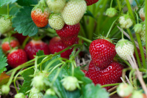 Reife und grüne Erdbeeren an der Pflanze
